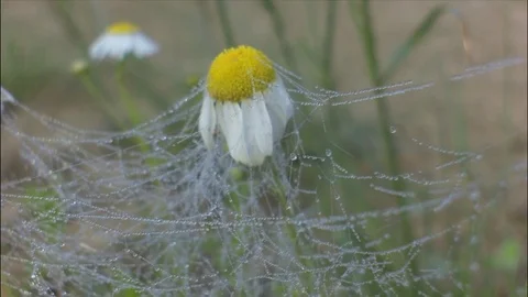 Morning dew drops on a spider web Video stock 99012918