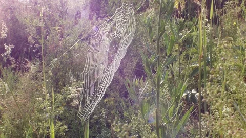 Morning dew drops on a spider web Stock Footage 99014445
