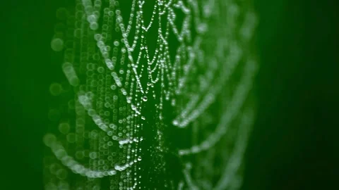Morning dew drops on spider web in green forest Stock Footage 332284766
