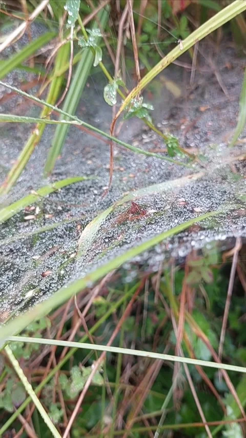 Morning Dew Drops on Spider Web in Green Grass Vertical Stock-Footage 338363327
