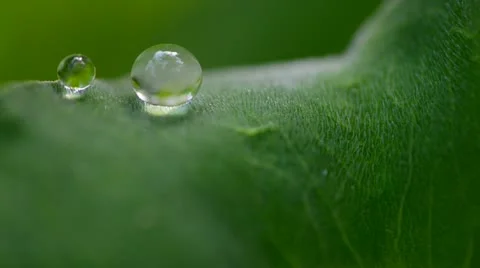 Morning dew Stock Footage 21227904