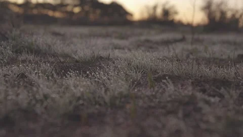 Morning Dew Stock Footage 136510143