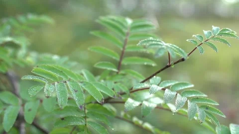 Morning dew 動画素材 170056589