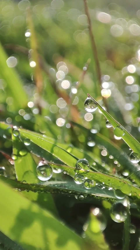 Morning Dew Stock Footage 240315819