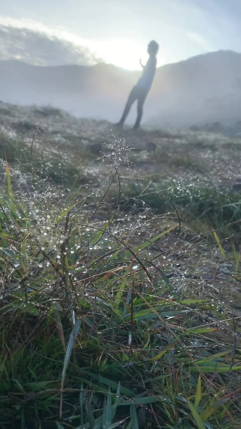 Morning dew Video stock 244679402
