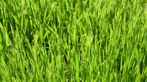 Morning dew Stock Footage 288127306