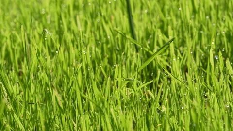 Morning dew Stock Footage 288127369