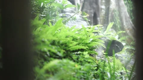 Morning dew in the forest Stock Footage 260213141