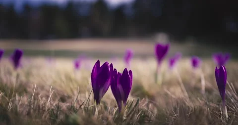 Fresh & Wild Stock Videos – Royalty-Free HD & 4K Videos | Pond5