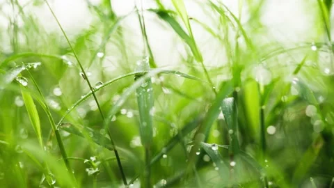 Morning dew grass 4k Stock Footage 178965702