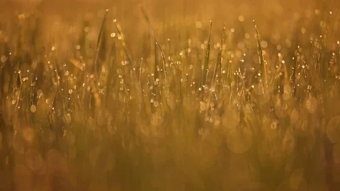 Morning dew on the grass, changing the focus to the foreground. Sun is rising Stock-Footage 74293126