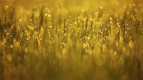Morning dew on the grass, changing the focus to the foreground. Stabilized. Vídeos de archivo 74432373