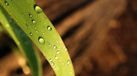 Morning Dew on Grass Video stock 8948486