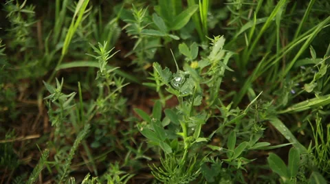 Morning dew grass 스톡 동영상 39216488