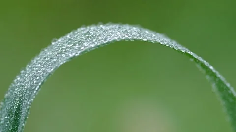 Morning dew on the grass Stock Footage 42791842