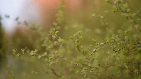 Morning dew on the grass Stock Footage 128816700