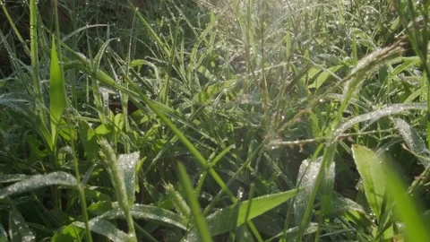 Morning dew on the grass Vídeos de archivo 160345193
