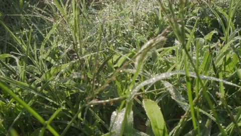 Morning dew on the grass Stock Footage 160345199