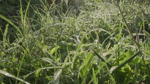 Morning dew on the grass Stock-Footage 160345220