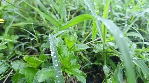 Morning dew on the grass 動画素材 239392650