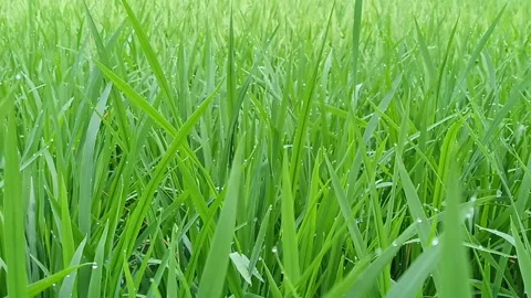 Morning dew on the grass 動画素材 239392653