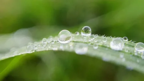 Morning dew on the grass in macro Video stock 201935286
