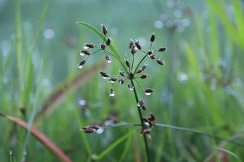 Morning dew in grass in meadow Stock Photos