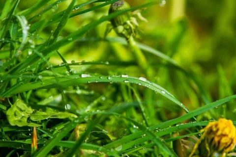 Morning dew on the grass Stock Photos