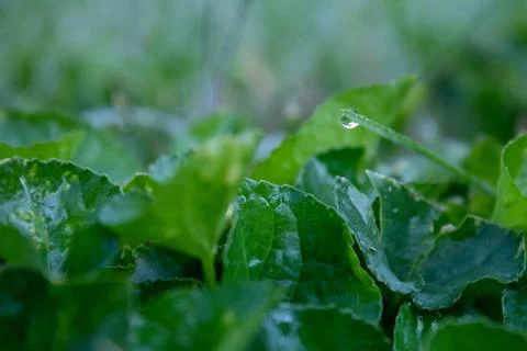 Morning Dew on Grass Stock Photos