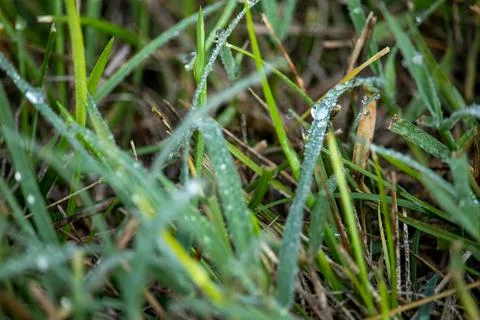 Morning Dew on Grass Stock Photos