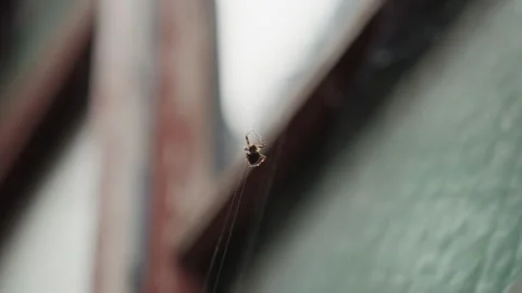 Morning dew highlights delicate silk. Closeup of arachnid on morning dew net Stock Footage 335163757