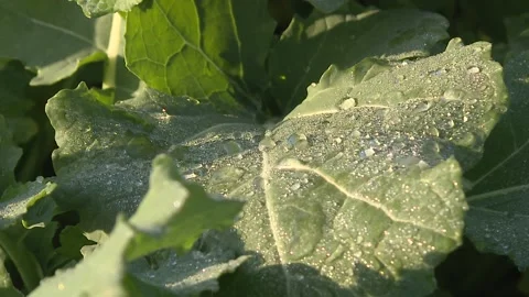Morning dew on a leaf. Stockbeeldmateriaal 119923819