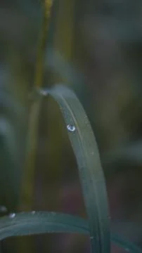 Morning dew on a leaf of grass Stock Photos