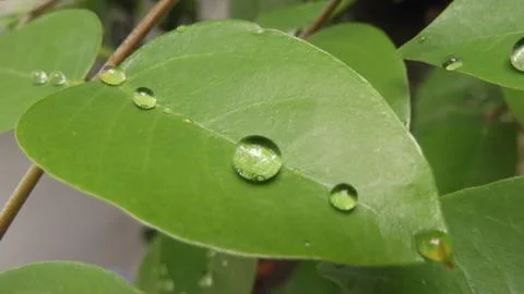 Morning dew on Leaf. Stock Photos