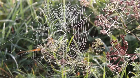 Morning dew on meadow Stock Footage 34291858