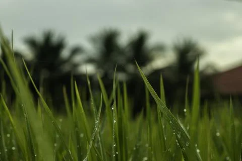 Morning dew over a leaf Stock Photos