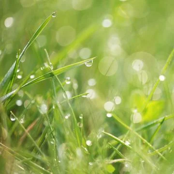 Morning dew Stock Photos