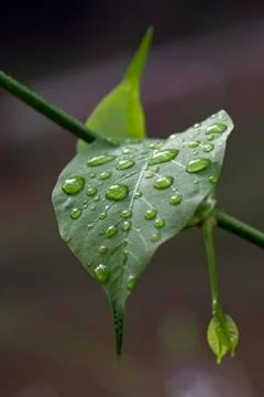 Morning dew Stock Photos
