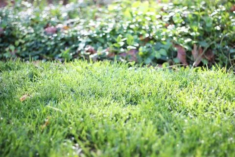 Morning Dew Stock Photos