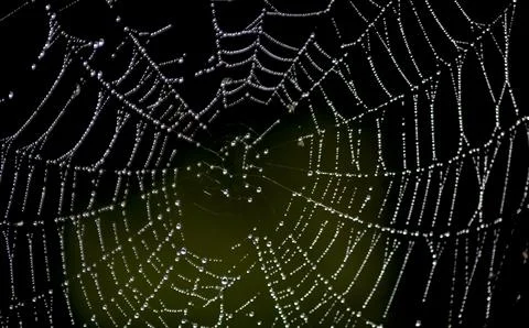Morning dew. Stock Photos