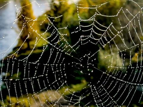 Morning dew. Stock Photos