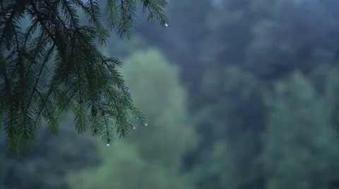 Morning dew on pine in the mountain forest Stock Footage 59318082
