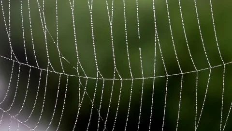 Morning dew on the silk strands of a cobweb, water droplets on a spiderweb Stock Footage 79596730
