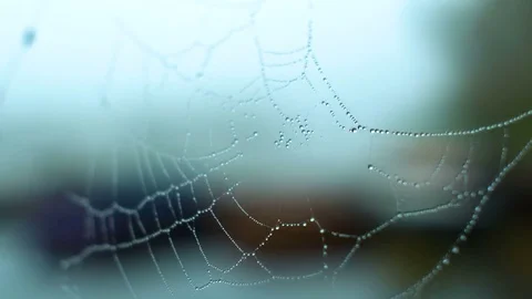 Morning dew on spider net Stock Footage 81643600