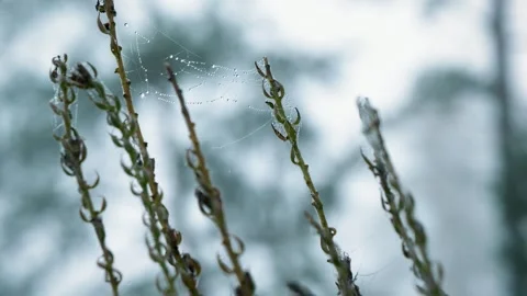 Morning dew on spider web between wild plant stems in soft natural background 스톡 동영상 330743690