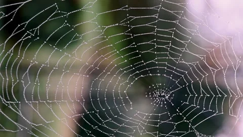 Morning Dew on Spider Web Close-Up Stock Footage 320172327