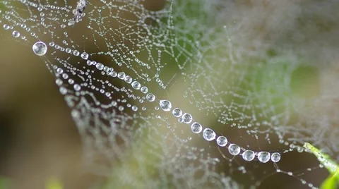 Morning dew on a spider web Stock Footage 42793656