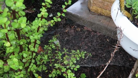 Morning dew on spider web Stock Footage 97494325