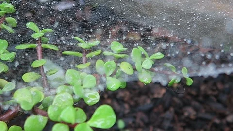 Morning dew on spider web 動画素材 97494505