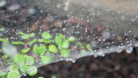 Morning dew on spider web Stock Footage 97494693